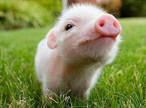 預防非洲豬瘟病毒進入養(yǎng)豬場？5步絕招！