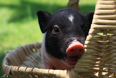 豬的活動與睡眠規(guī)律，夏季豬有哪些晝夜行為